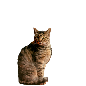 A Charming Tabby Cat Sitting On A Chair Indoors In İStanbul, TüRkiye. 20069 - Cat PNG image with transparent background